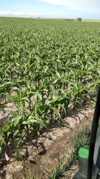 2020 UGUIDE South Dakota Spring-Summer Pheasant Hunting Outlook Forecast Report